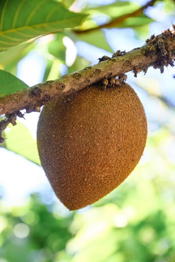 Willa Hacienda La Huerta Puerto Plata, 1 Bdr Zewnętrze zdjęcie